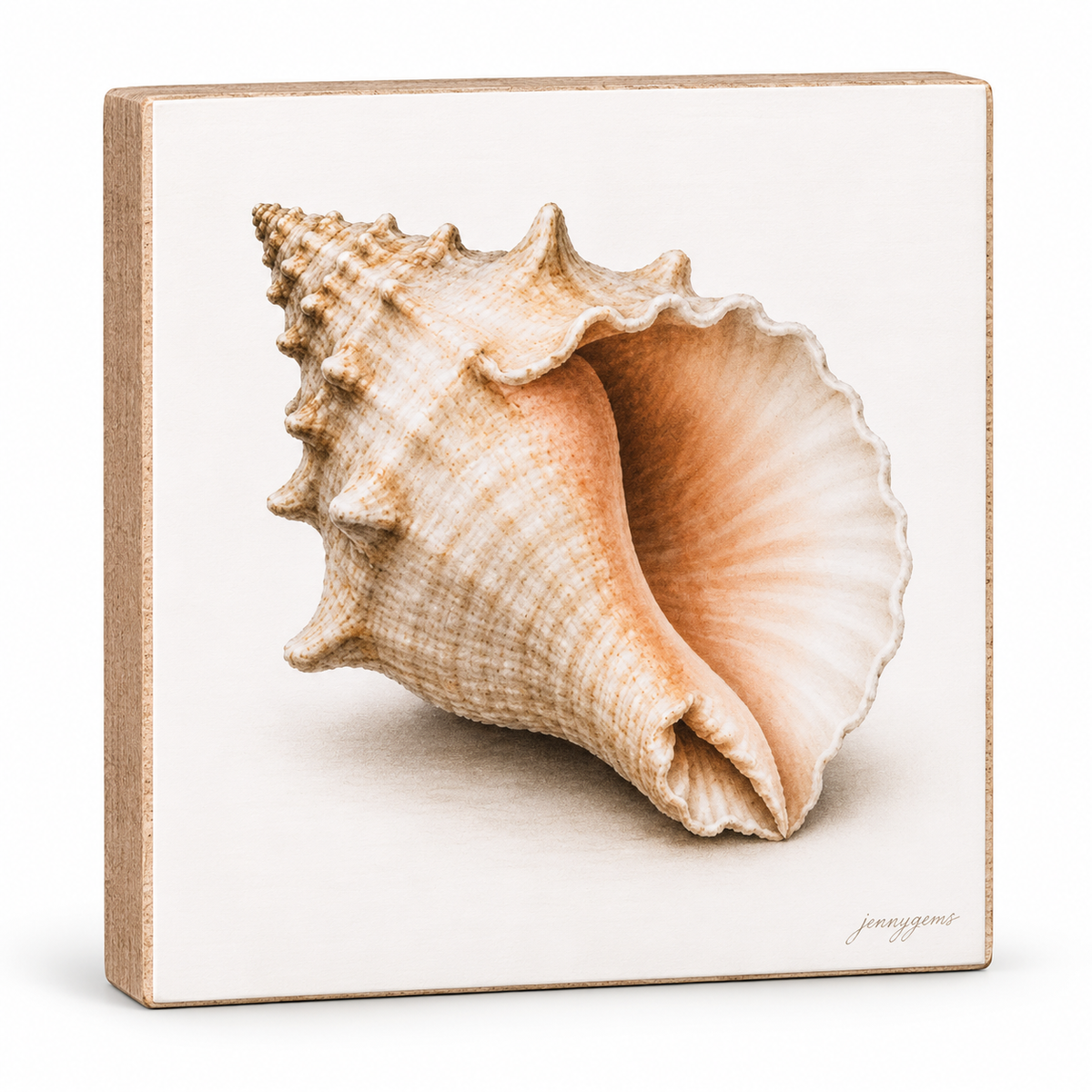A square decorative wall plaque featuring a realistic drawing or print of a large spiral seashell on a warm off-white background, with a light wood-toned border and a small artist signature in the lower right corner.