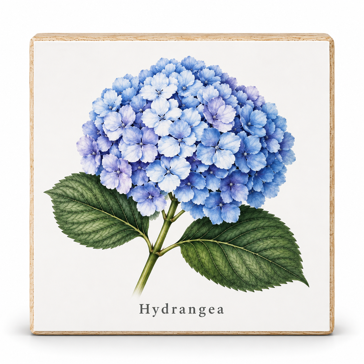 A square decorative wall plaque featuring a botanical illustration of a blue hydrangea with green leaves on an off-white background, with the word 'Hydrangea' printed below. The plaque has a light natural wood border and is shown against a clean white background.