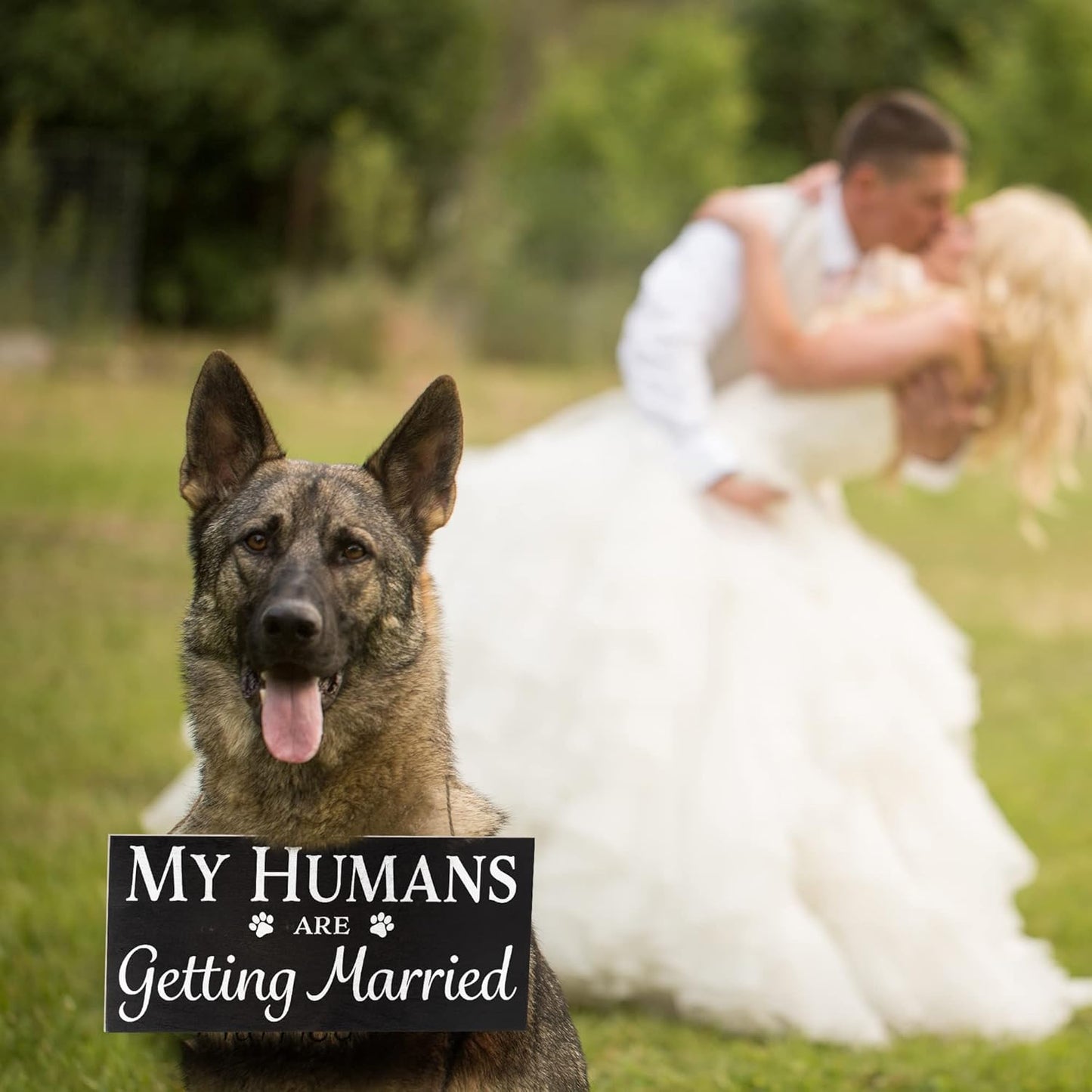 JennyGems Engagement Gift, My Humans Are Getting Married Dog Sign, Wedding Photo Prop, Engagement Announcement, Save the Date, Black