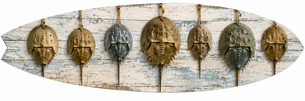 Horseshoe Crab Surfboard Wall Art | JennyGems | Coastal Marine Life Decor, Indoor Outdoor PVC